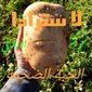 بذار بطاطا اجنبي محلي